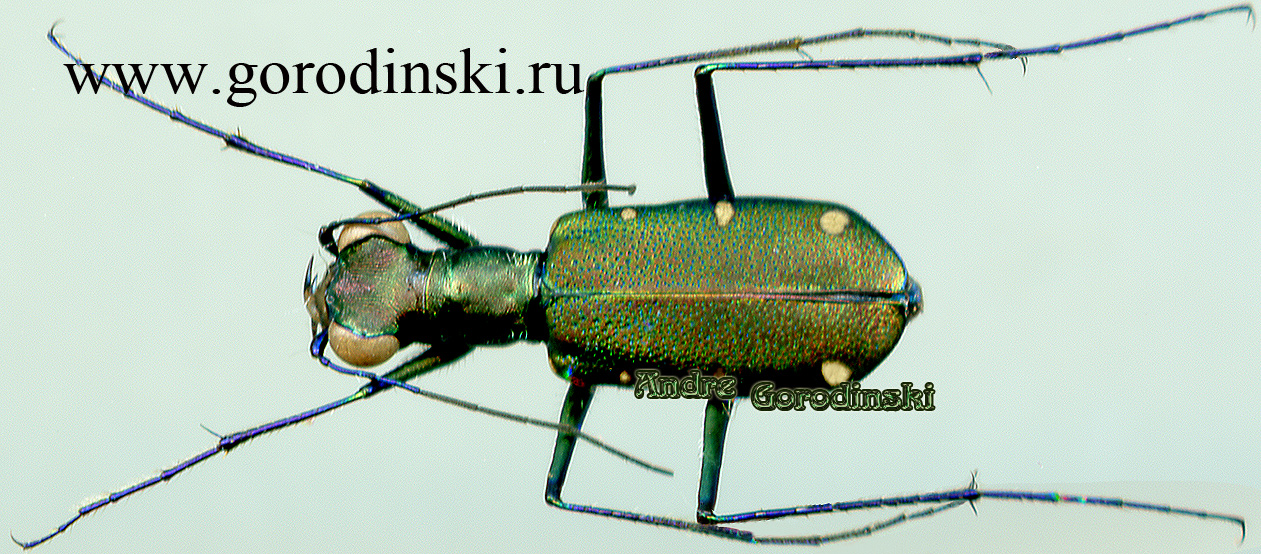 http://www.gorodinski.ru/cicindela/Cylindera decolorata.jpg